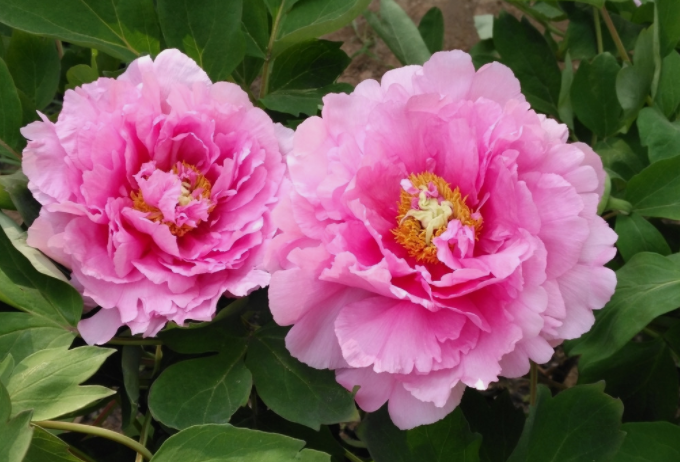 牡丹籽油精煉脫酸，企鵝機(jī)械設(shè)備較好掌控生產(chǎn)條件(圖1)