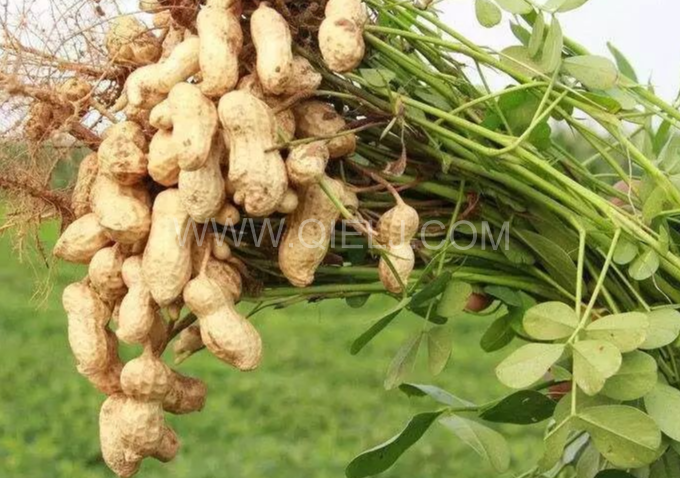 企鵝機(jī)械提供全套花生油提取設(shè)備，服務(wù)周到獲稱贊(圖1)